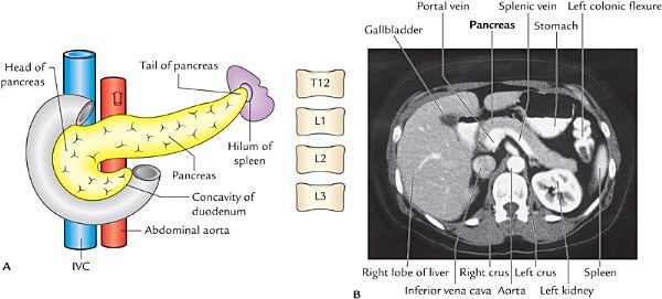location of the pancreas, sagittal section and CT scan