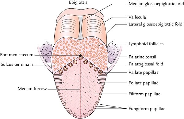 dorsal surface of the tongue