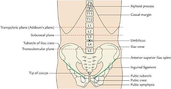 bony landmarks and planes, anterior view