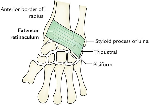 extensor retinaculum of the wrist, dorsal view