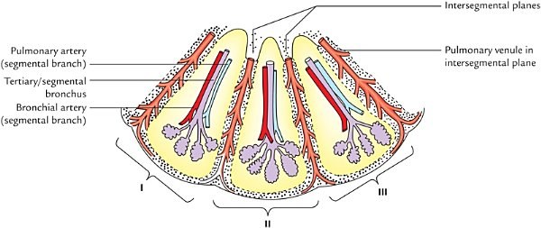 schematic diagram of bronchopulmonary segments with their segmental bronchi and arteries