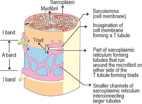 Sarcotubular system, relationship of T-tubules and sarcoplasmic reticulum to the sarcomere