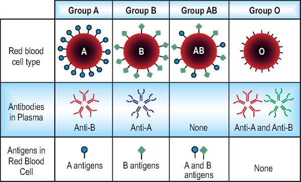 Distribution of antigens and antibodies in the ABO system