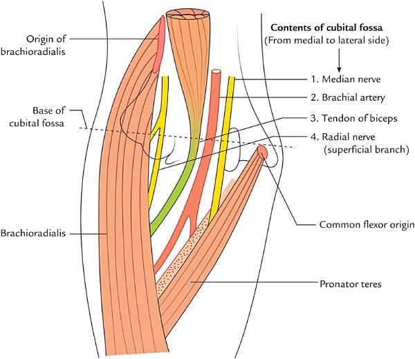 boundaries and contents of the cubital fossa