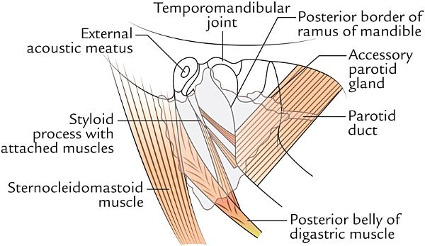 parotid bed, lateral view