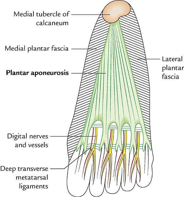 plantar aponeurosis, plantar view of the sole