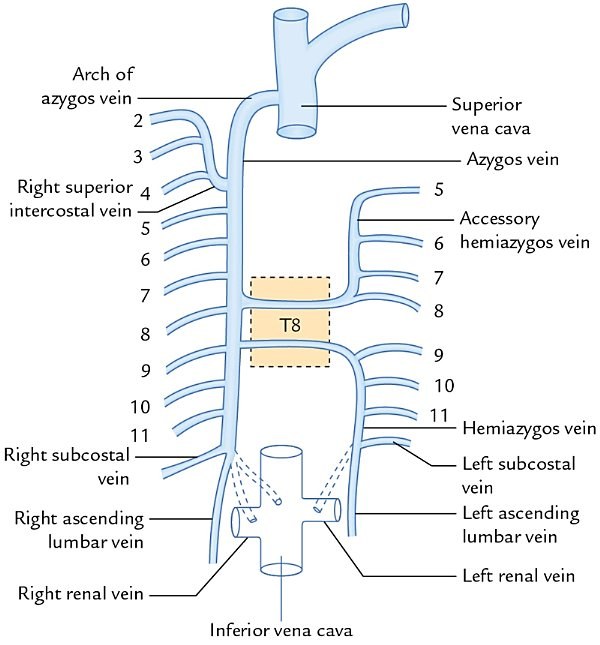 azygos, hemiazygos and accessory hemiazygos veins