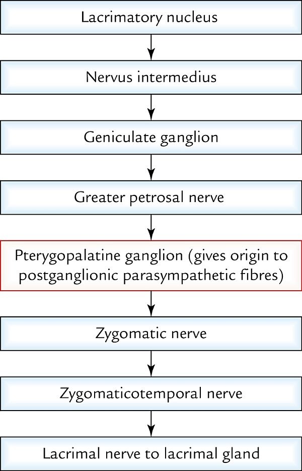 extent of the scalp