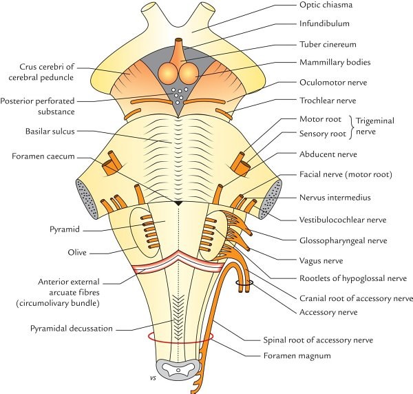 ventral (anterior) surface of the brainstem