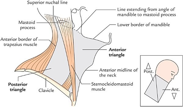 boundaries and triangles, side of neck