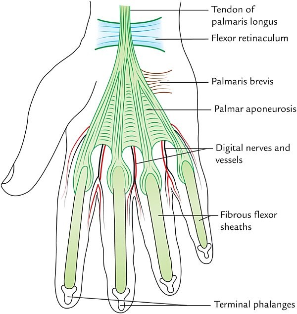 palmar aponeurosis, palmar surface