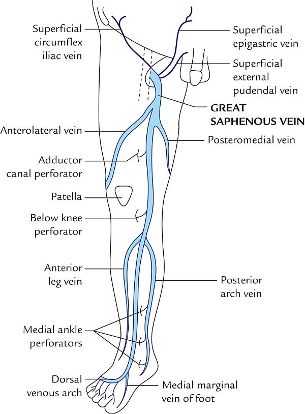 formation, course, termination and tributaries