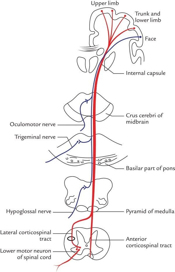 schematic course of the pyramidal tracts