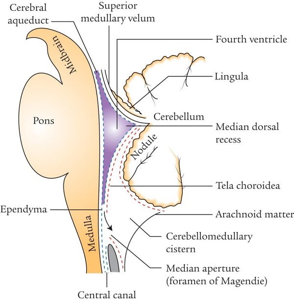 fourth ventricle and related structures, midsagittal section