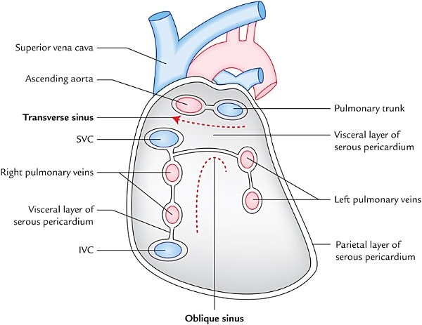 interior of the pericardial sac after removal of the heart, transverse and oblique sinuses